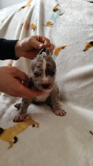 American Bully Xl Male Abkc