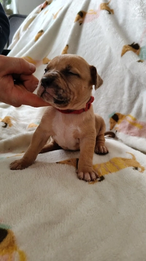 American Bully xl Abkc Famale