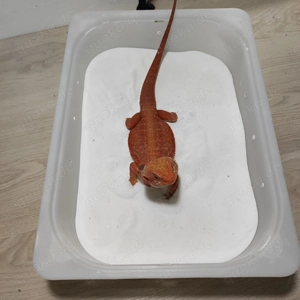 Bartagame Male Bild 2
