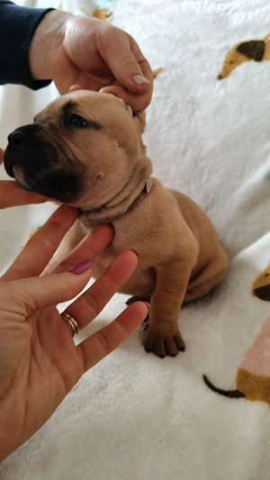 American Bully xl famale ABKc 