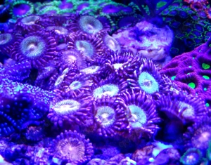 Korallenableger Zoa-Palythoa "Pandora "
