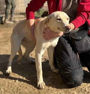 Nikita, z. Zt. in Ungarn, ist ein zauberhaftes, verspieltes, freundliches und neugieriges Wesen. 