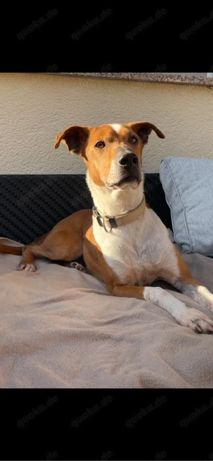 Dein bester Freund wartet auf Dich Bild 4