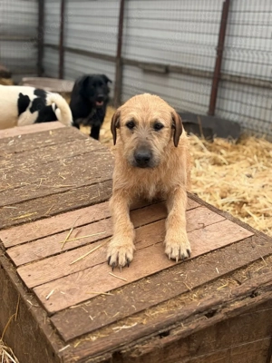 Bildhübsche Hündin sucht ein liebevolles Zuhause