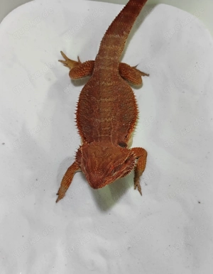 Striped Het Hypo Poss. Het Trans Male Bild 2