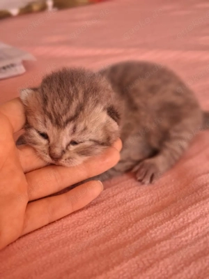 Wunderschöne BKH-Kitten suchen ein liebevolles Zuhause ab dem 28.4.26