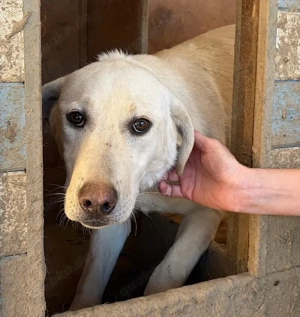  Norman, z. Zt. in Ungarn, ist ein zauberhaftes, verspieltes, freundliches und neugieriges Wesen.