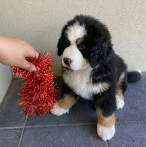 Berner Sennenhund-Welpe zu verkaufen    