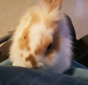 sehr dringend sehr eilig ein Zuhause gesucht für zwei Kaninchen