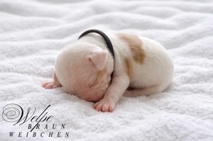 American Poket Bully Welpen