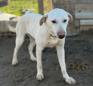  Naomi, z. Zt. in Ungarn, ist ein zauberhaftes, verspieltes, freundliches und neugieriges Wesen.