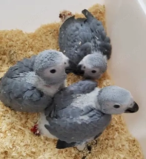 Hand aufgezogenes Baby, das afrikanisches Grau spricht.