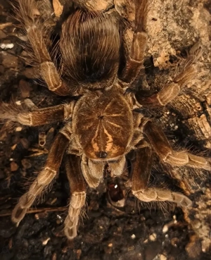 such viele spinnen 30 oder mer