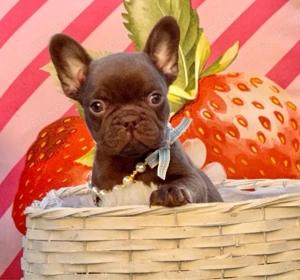 Französische Bulldoggen 