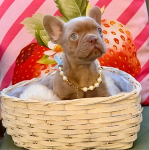 Französische Bulldoggen 