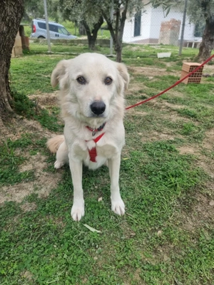 CIKO sucht sein Für-Immer-Zuhause! Bild 2