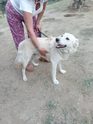 CIKO sucht sein Für-Immer-Zuhause! Bild 3