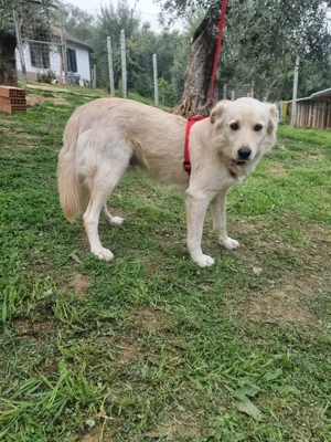 CIKO sucht sein Für-Immer-Zuhause! Bild 5