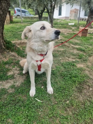 CIKO sucht sein Für-Immer-Zuhause! Bild 4