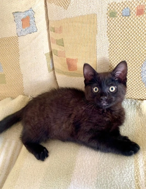 Süßer schwarzer Kater   Kätzchen   Kitten   Katzenbaby in liebevolle Hände abzugeben