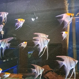 Dantum Altum Skalare