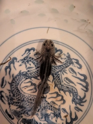 Axolotl Jungtiere  Bild 2
