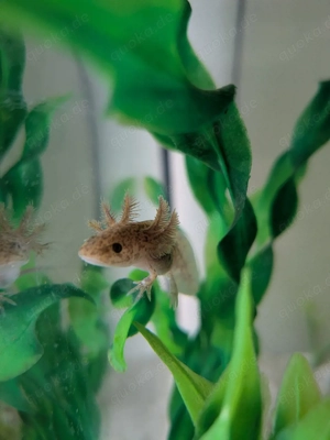 Axolotl Jungtiere  Bild 3