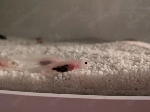 Axolotl Jungtiere  Bild 5