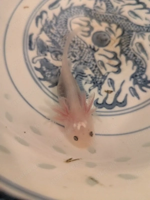 Axolotl Jungtiere 