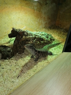 Goldteju 1.0 zu verkaufen