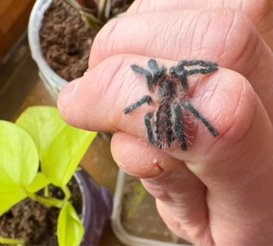 ybyrapora sooretama vogelspinne