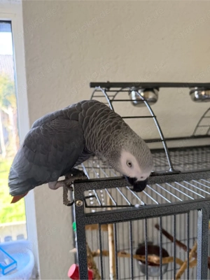 Graupapagei zum Verkaufen  Bild 2