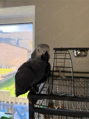 Graupapagei zum Verkaufen 