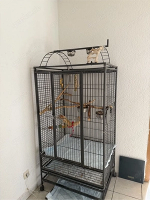 Graupapagei zum Verkaufen  Bild 4