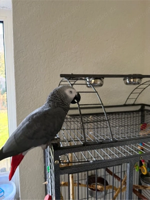 Graupapagei zum Verkaufen  Bild 3