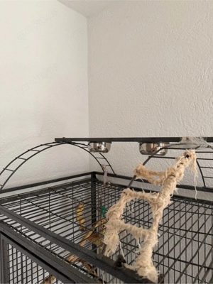 Graupapagei zum Verkaufen  Bild 6