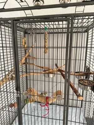 Graupapagei zum Verkaufen  Bild 7