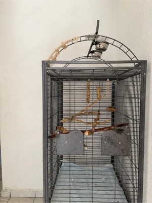 Graupapagei zum Verkaufen  Bild 5