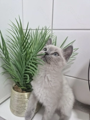 Babykatze mit Himmelblaue Augen