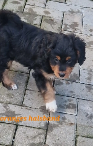 Wunderschöne Miniature Aussie  pudel Welpen Mini Aussie   Zwerg Pudel  (Prinzessinnen!)