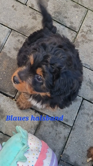 Miniature Australian Shepherd   Pudel 