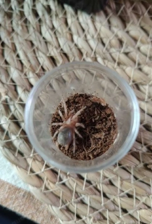 Grammostola rosea 