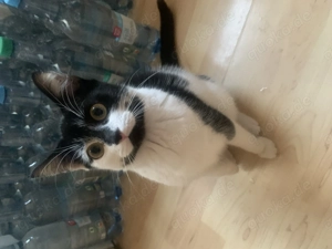 Milo sucht Dosenöffner 