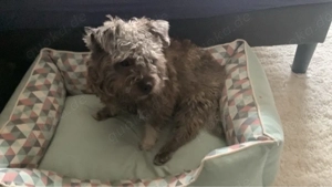 Kleiner schatz sucht zuhause 