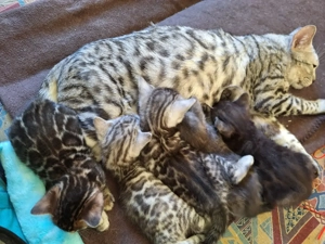 Traumhafte Bengal Kitten aus seriöse Zucht mit Stammbaum + Gesundheitszeugnis 