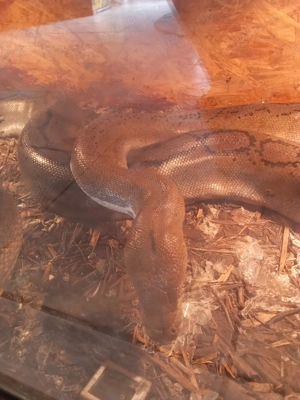 Netzpython abzugeben 