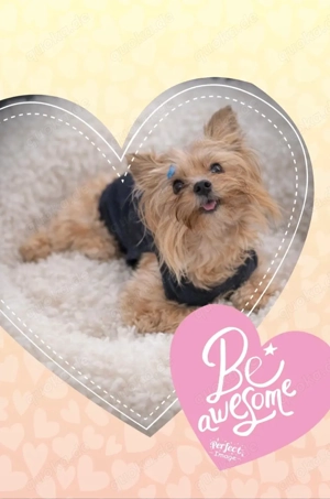 Yorkshire Terrier Mini "Groß17cm"