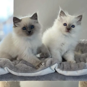 8 Ragdoll-Kätzchen aus häuslicher Aufzucht