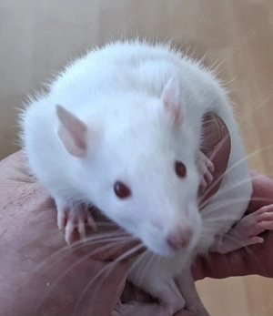 Ratten,  Farbratten ( Mädels)