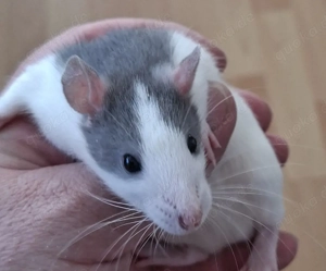 Ratten,  Farbratten ( Mädels)